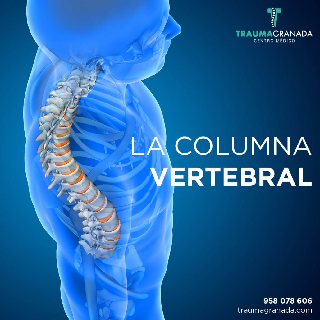 La columna vertebral - Trauma Granada